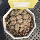 5cm Succulent Plant Conophytum Obcordellum Multi-heads Aizoaceae Home Garden