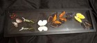 Framed  9  Real Butterflies Display Made In Peru Wall Art Framed 18 1 2   5 3 4 