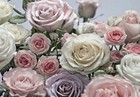 Big Papier Peint Photo Mural 368x254cm Rose Fleurs Adh  sif Non Inclus