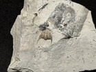 Trilobite-absolute Stunning Enrolled Maurotarion From Indiana-fossils Crinoid