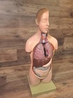 Somso Anatomical Model Torso Vintage West German Anatomy Incomplete  