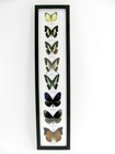 8 Beautiful Butterfly Butterflies In Showcase - Framed - Real - Taxidermy - H 04