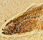 Fossil Fish On Matrix  Circa 48 M y o  Species  Mioplosus  4046