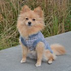 Grey Vest Harness For Small Dogs   Dog Jacket With Harness   Small Dog Vest