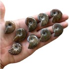 Ammonite Fossils Wholesale Lot Of 9 Cretaceous Fossils Madagascar