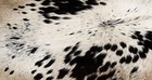 100  New Cowhide Rugs Area Cow Skin Leather  48  X 44   Cow Hide Sa-1159
