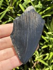 Natural Beautiful 2 87    Megalodon Tooth Fossil Shark Teeth