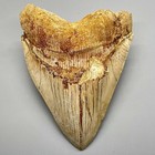 5 87  Fossil Megalodon Tooth - Great Colors  Razor-sharply Serrated Indonesia