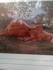 Palomino Horse Print Signed By Elise M Hammond 1996