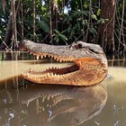 12-13  Large Alligator Head Taxidermy From Genuine Louisiana Gator Real Gator