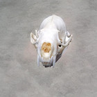 Taxidermy Real Animals Skulls  Real Bones Specimen  Taxidermy Supplies For Scien