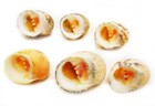 24 Beautiful Small Nerita Peloronta Shells  bleeding Tooth  Seashells 1 2 -1  