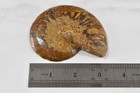 Auth Fabulous Fossil Nautiloid Orthoceras Devonian 360 Mya Tindouf Basic Morocco