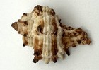 Natural Spiny Murex Seashell Beautiful Caramel Striped Pacific Specimen