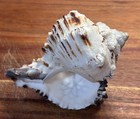 Large Spiny Black Murex Shell Seashell 5  Beach Ocean Nautical Decor 