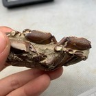 Jurassic Period Perfect Crab Fossil Dinosaur Age