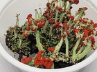 Live British Soldier Lichen For Terrarium  Fairy Garden  Cladonia  2oz Cup