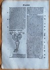 Post Incunable Leaf Hortus Sanitatis Woodcut Turnip - 1511