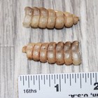 2 Small Rattlesnake Rattles   3763    Taxidermy Diamondback Sidewinder