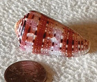 Ultra  Conus Aurisiacus Sumbaensis  20 48 0mm Rare Beauty From Indonesia