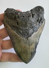 Megalodon Shark Teeth Fossil Lot  9  4 6    Large Real Tooth Nc Scuba No Repairs