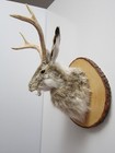 Snarling Fanged Jackalope With Certificate Of  authenticity 