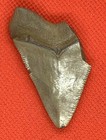Megalodon Shark Tooth Fossil Authentic Black Creek  Clay Co  Florida Rare Site