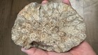 Polished Coral Fossil