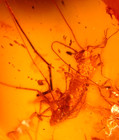 Ultra Rare House Centipede In Baltic Amber Fossil Gemstone
