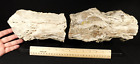 Perfect Bark  Huge Twenty Pound  Petrified Wood Fossil From Wyoming 8728gr