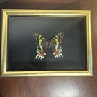 Madagascan Sunset Moth Ventral Side In Box Frame  chrysiridia Rhipheus  Nice 