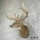  31497 El   Whitetail Deer Taxidermy Shoulder Mount For Sale