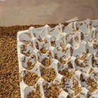 1000 Live Mealworms 1 2 To 3 4 Inch Long