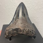 Megalodon Tooth Real Shark Tooth Fossil 3 6    Polished Pyrite Inlay