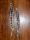 30 Hen Pheasant Tail Feathers 9 10   Fly Tying Art floral Display hair jewellery