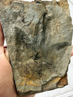 Nice Jurassic Dinosaur Footprint Fossil Grallator Track Ct Gray Bed