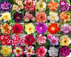 Adenium Obesum  identified By Color 1 100 Seeds 30 Types  