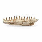 Real Mosasaur Jaw Fragment With Teeth     Prehistoric Marine Reptile Fossil