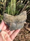 Natural Beautiful 3 80    Megalodon Tooth Fossil Shark Teeth