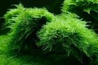 Java Moss Live Aquarium Plant Freshwater Tropical Beginner Aquatic Moss