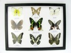 9 Beautiful Butterflies In Xl Showcase  Framed  Real  Taxidermy - A-09-mad-02
