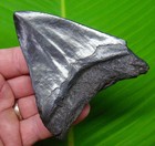 4 03    Megalodon Shark Tooth Real Fossil No Restorations Sharks Teeth