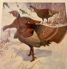 Dupont Powder Advertising Art