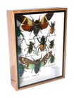 Real Insect Taxidermy Display Framed Box Butterfly Art Decor Gift Collection  02