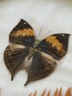 Kallima Inachus Verso Real Leaf Mimic Butterfly Framed Insect Display Vintage