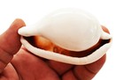 Set Of 12 Large White Egg Cowries  ovula Ovum  About 2 1 2 - 3  Nautical Crafts
