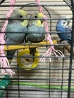  5 Bird Toys Cage Hang Swing Beaded Bells  Jute Wooden Perch Parakeet Parrot