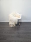Icelandic Sheepskin Rug   Sheepakin Pelt  soft Silky Long Wool  c718