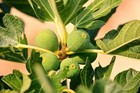 10 Desert King Fig Cuttings  Hardy  Large Fruit