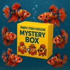 Live Betta Fish - Box 1  Premium Hmpk Male - Us Breeder-fast Usa Shipping